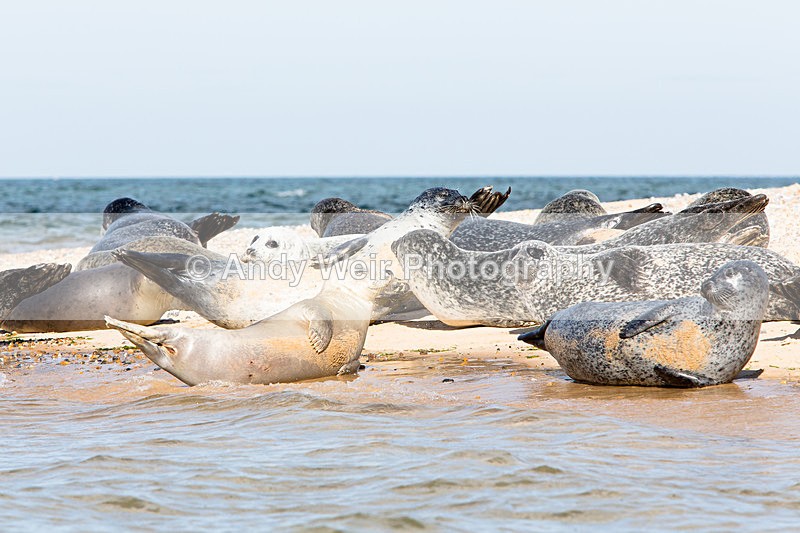 20141001-3K8A6213 - Common Seal