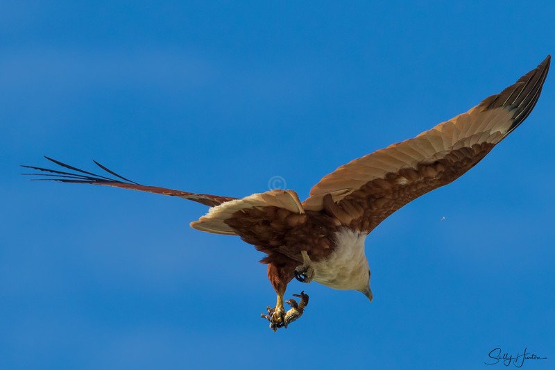 Brahminy Kite with Crab 9