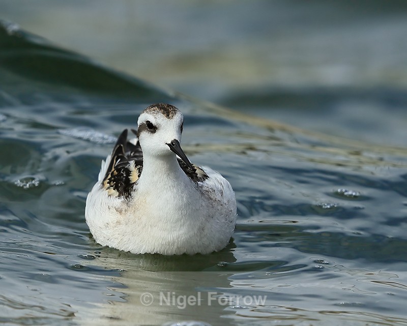 Red-necked Phalarope (juvenile), Farmoor - Red-necked Phalarope
