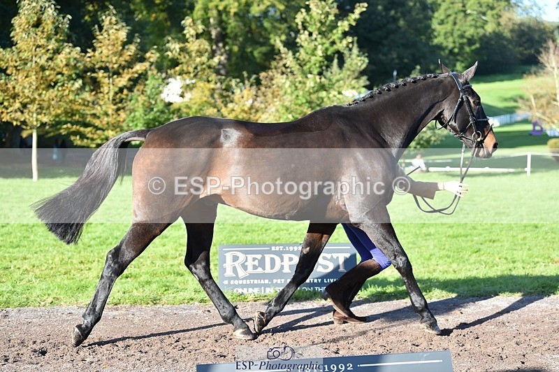 231022-102752-22498 - 472-SIR.LARRY.II-Alice.Wharton-TrotUp+SJ