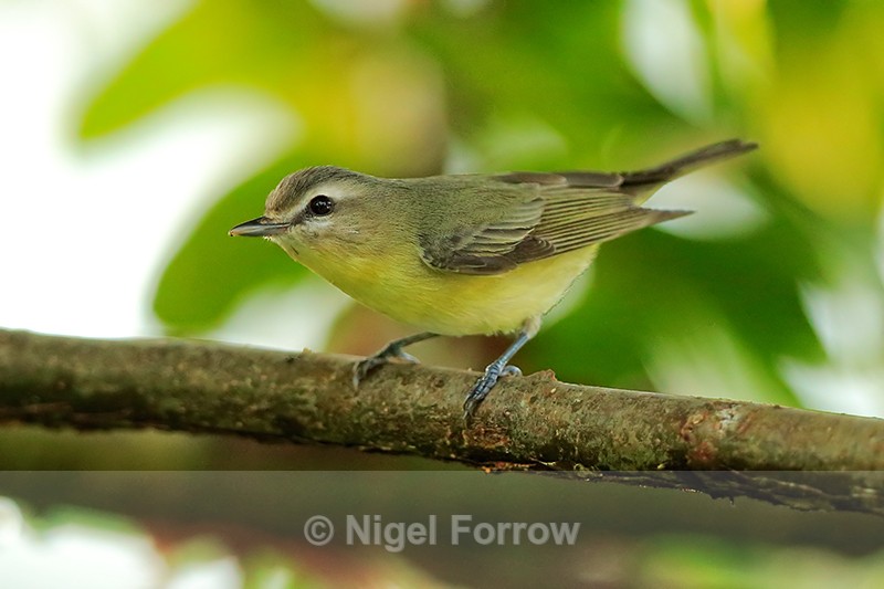 Philadelphia Vireo perched, Costa Rica - Philadelphia Vireo