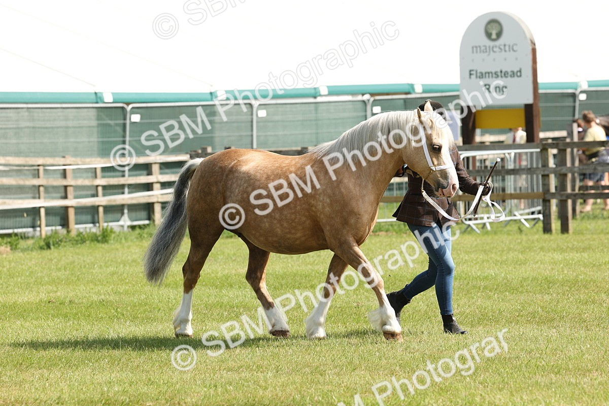SBM_02128 - Class 6-13 - Mountatin and Moorland In Hand Welsh Breeds