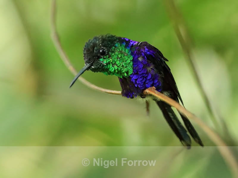 Violet-crowned Woodnymph craning neck, Pipeline Road, Panama - Violet-crowned Woodnymph