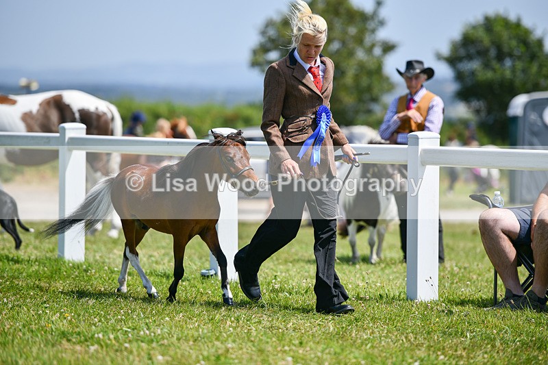 DSC_7264 - Miniature Horse Championship