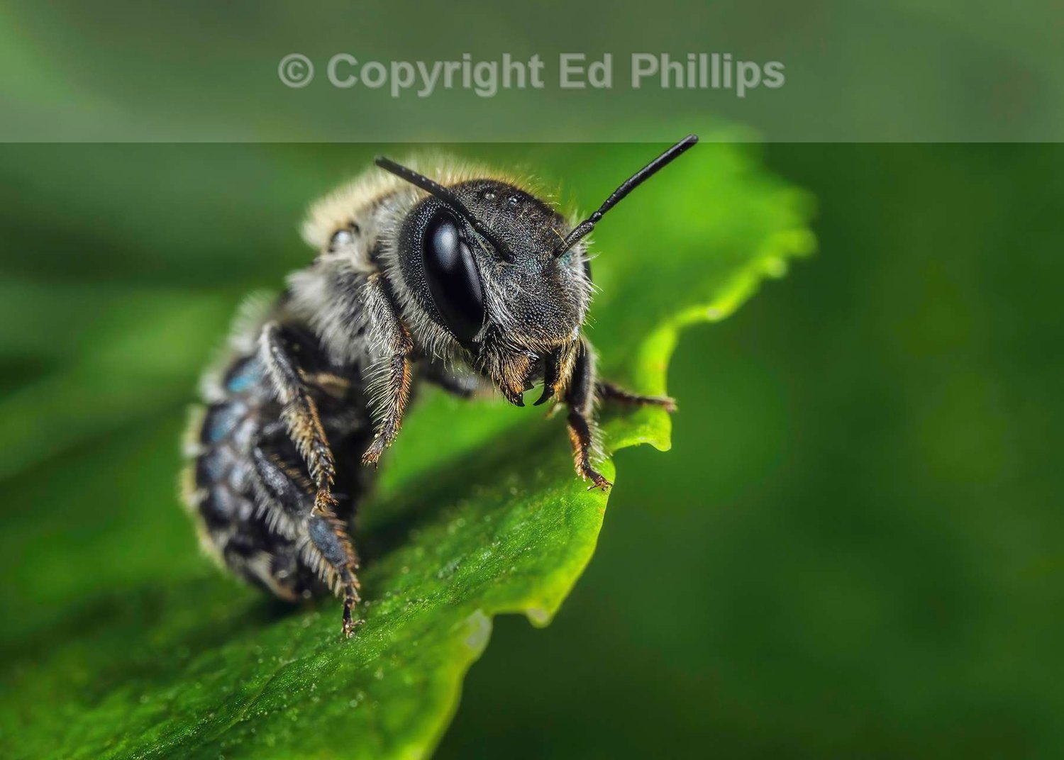 Blue Mason Bee