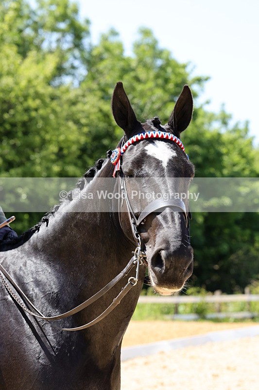 1X9A1915 - Class 12: Ridden Riding Horse/Hack