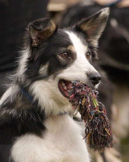 15 - Dogs