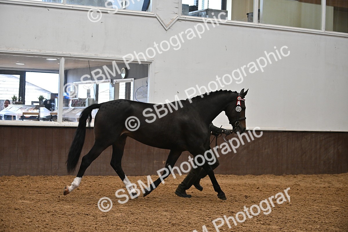 EB7_8398 - Class 3 - In Hand Foreign Breeds & Warmbloods