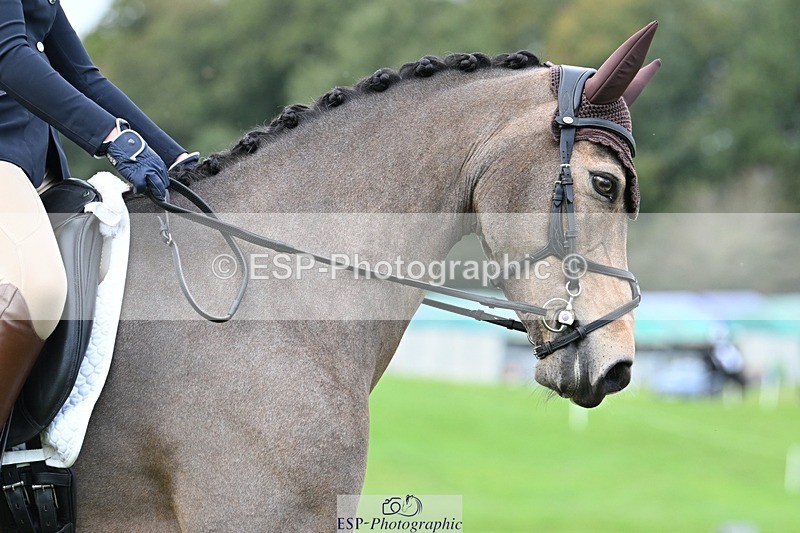 231020-161100-11620 - 558-BATHLEYHILLS.GOLDEN.SPRAY-Cleo.Whitbread-DR