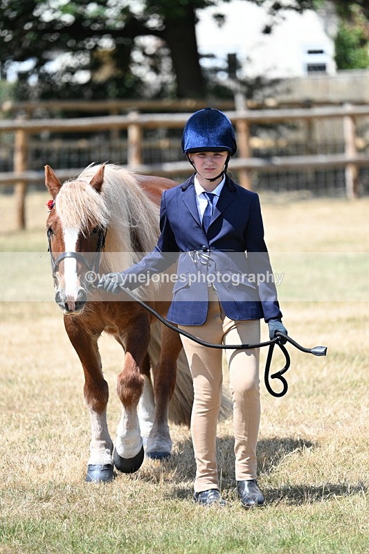 WJ7_2229 - Class 5 Most Handsome Gelding (up to 14.2hh) in hand