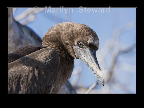 Juvenile booby - Galapagos Islands