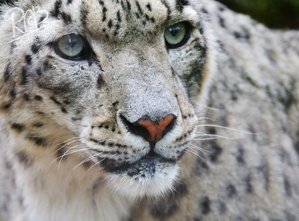 Snow Leopard - Misc Images
