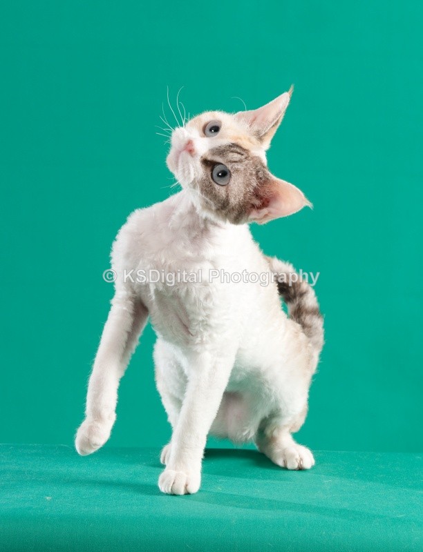  - Villamagic Devon Rexs