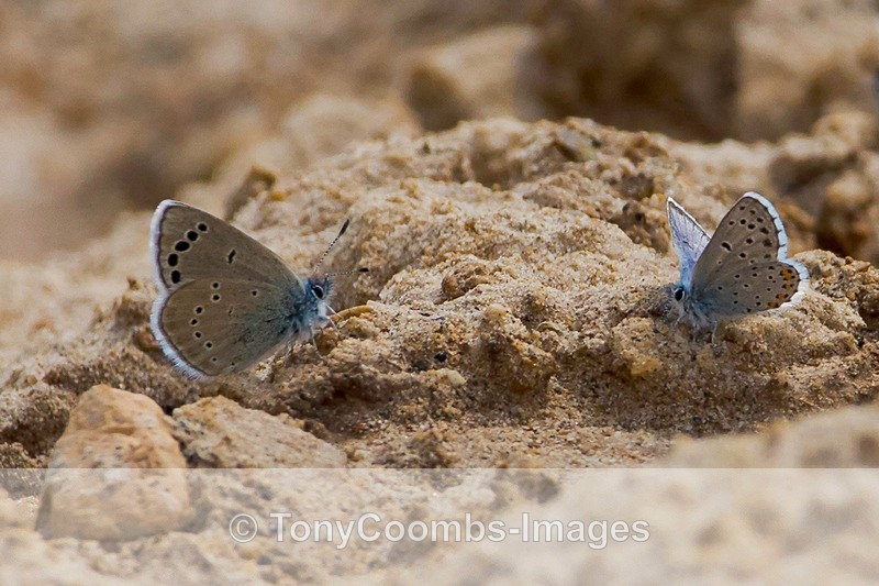 Green Underside Blue  Eastern Baton Blue - Turkey