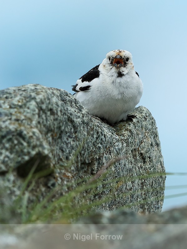 Snow Bunting singing, front view, Jokulsarlon, Iceland - Snow Bunting