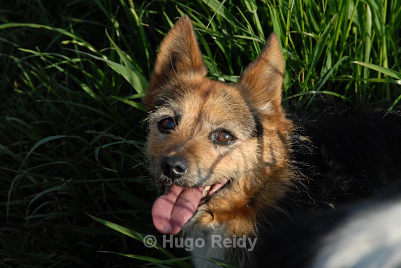  - Canine Friends
