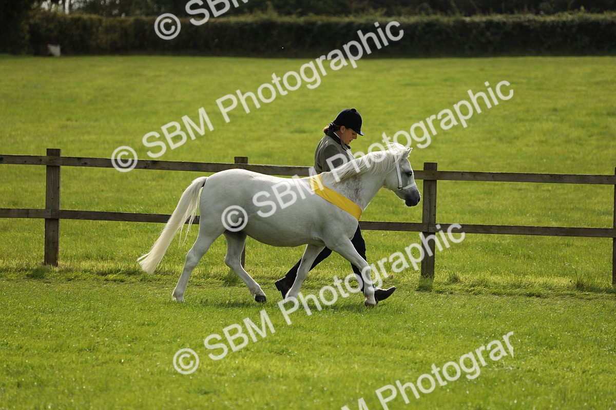 SBM_66256 - In Hand Pony & Youngstock Supreme Championship