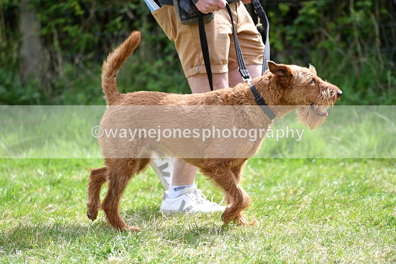 WJ5_9653 - Class 3 Most Handsome Dog