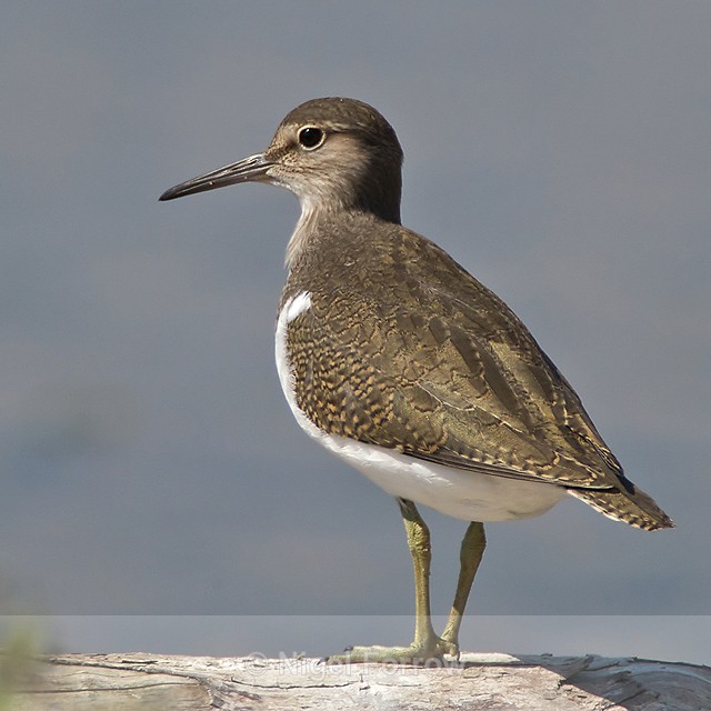 Common Sandpiper in the lagoon at Brownsea Island - Common Sandpiper