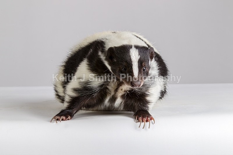 1KJS0227 - Roaming Reptile Show