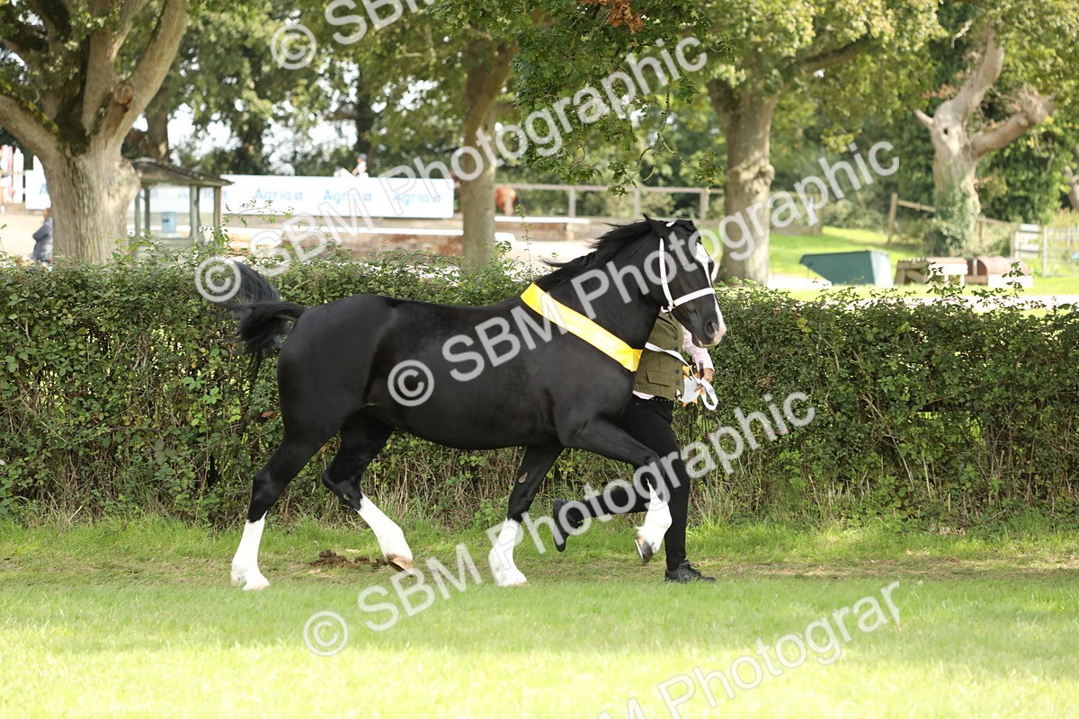 SBM_66301 - In Hand Pony & Youngstock Supreme Championship