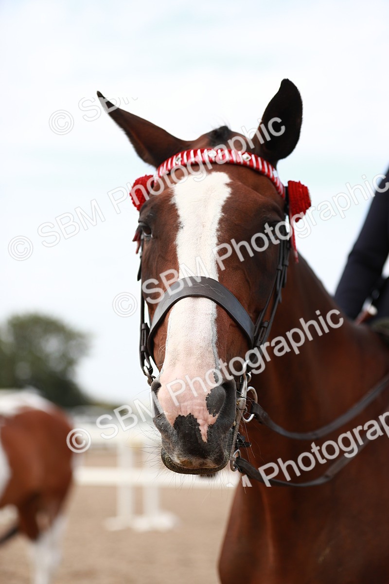 SBM_17582 - Class 215 Ridden Hack/ Riding Horse