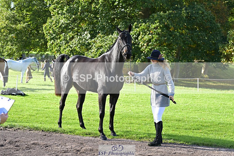 241023-130151-00029 - 002-Ellie.Fredericks-BRITANNIA'S.OLIVE