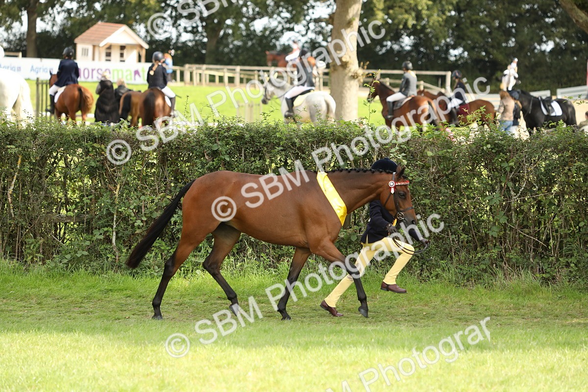 SBM_66289 - In Hand Pony & Youngstock Supreme Championship
