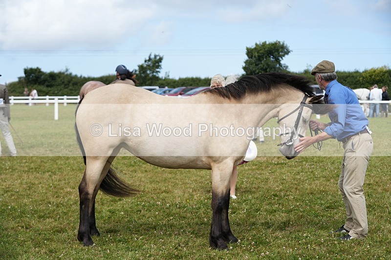 DSC05815 - Class 51: NPS M&M 4 years and over Large Breeds