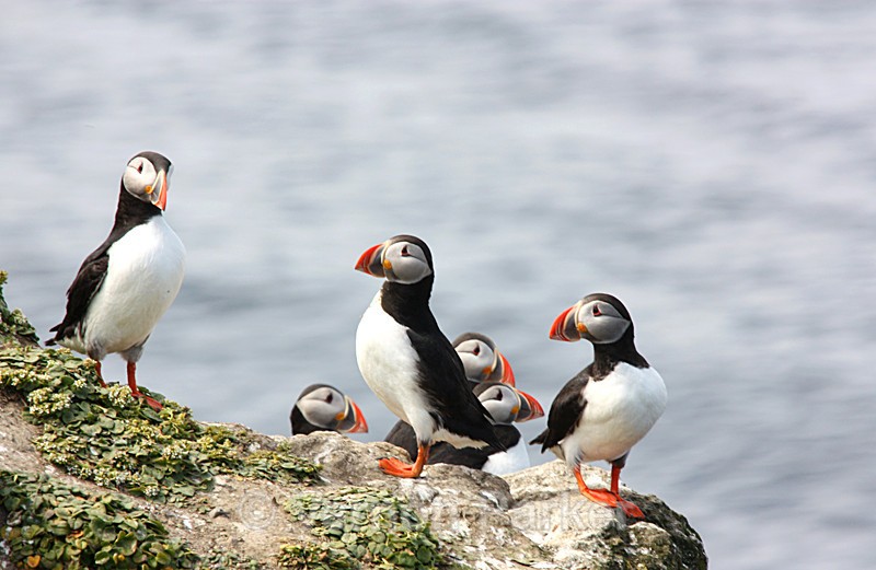 Puffins - Iceland