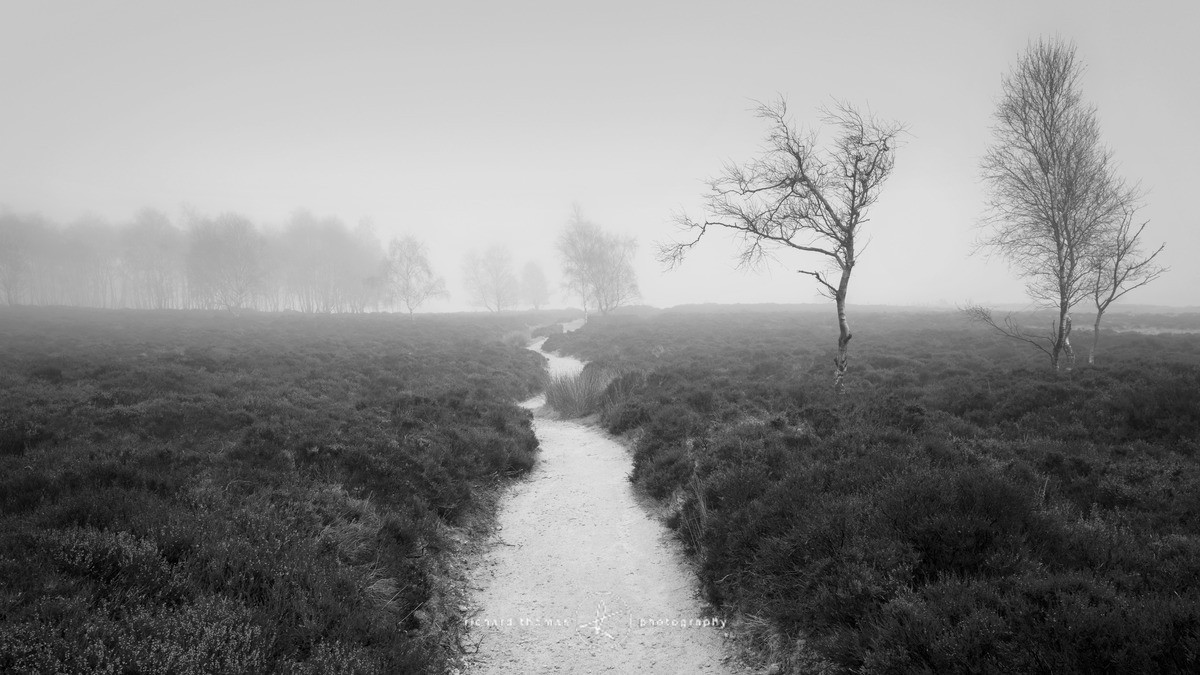 Surprise path - Mono Mist Trees