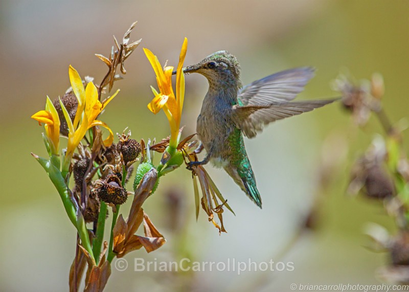 Annas Hummingbird - Wildlife