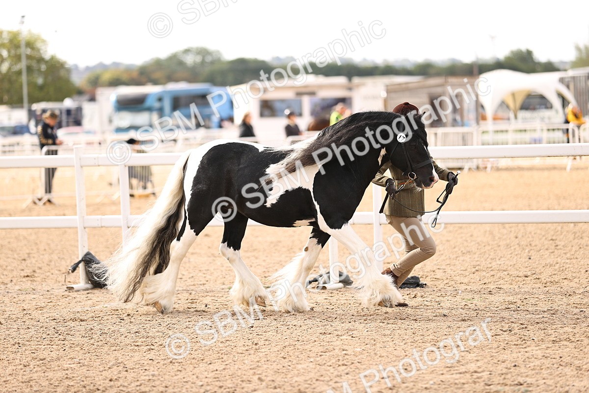 SBM_09295 - Class 404 - IH Traditional - Native Cob
