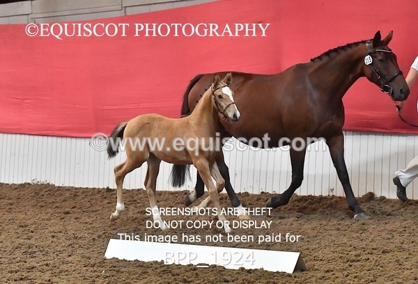 BPP_1924 - AFTERNOON 12.30 - 3.30PM