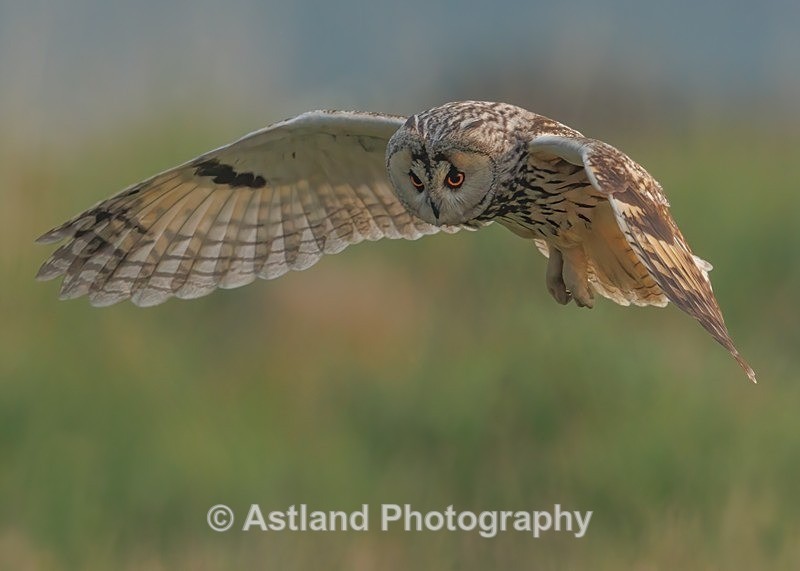 Long-eared owl - Latest Images