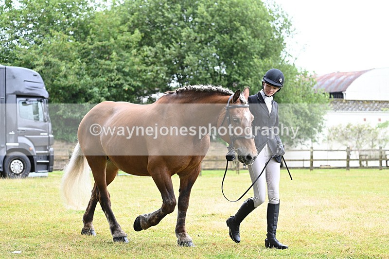 WJ7_6082 - Class 4a Prettiest Mare over 14hh