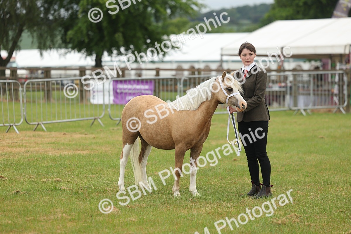 SBM_01373 - Class 50-57 - M&M Welsh Pony In Hand