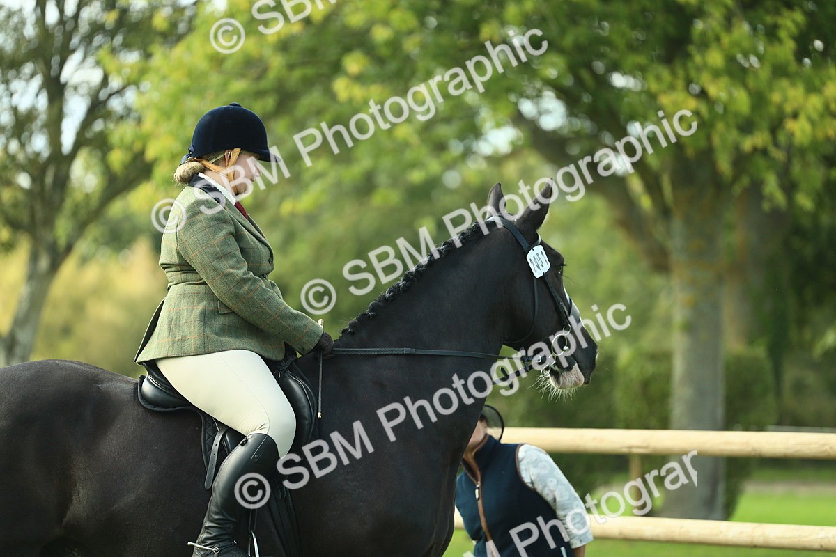 SBM_50612 - S33 - Working Hunter & Working Show Horse