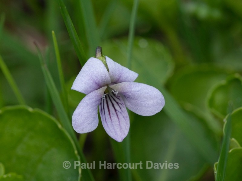 Bog Violet ( Viola palustris) - Flower Portraits
