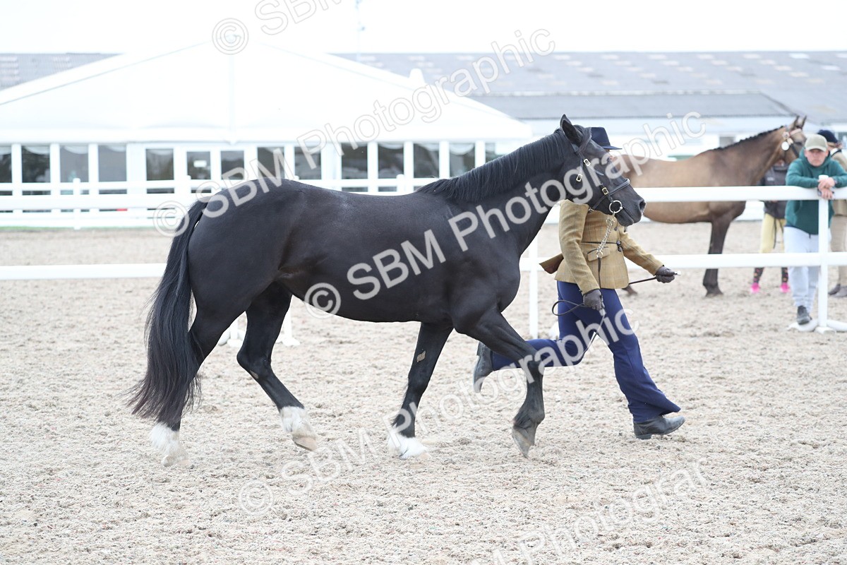 SBM_17967 - Class 317 IH Pure bred Horse/Pony