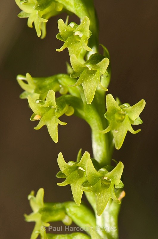  - Orchids - Various