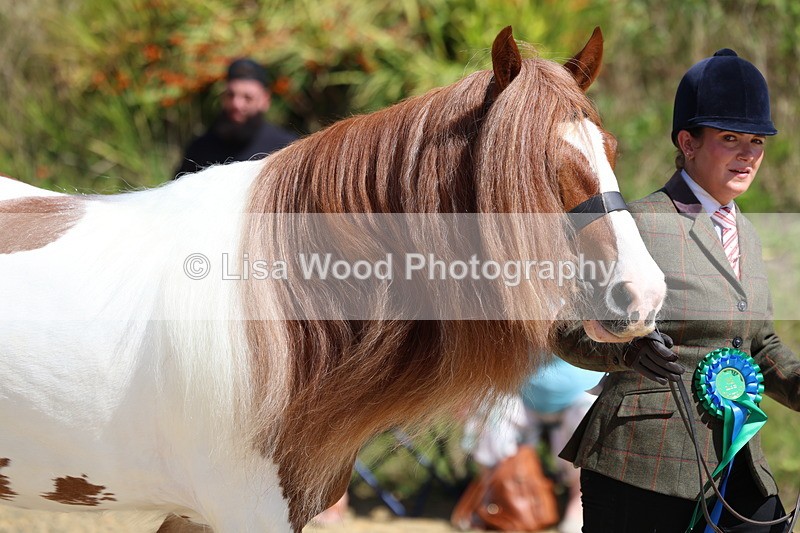 3E7A9814 - In Hand Championship