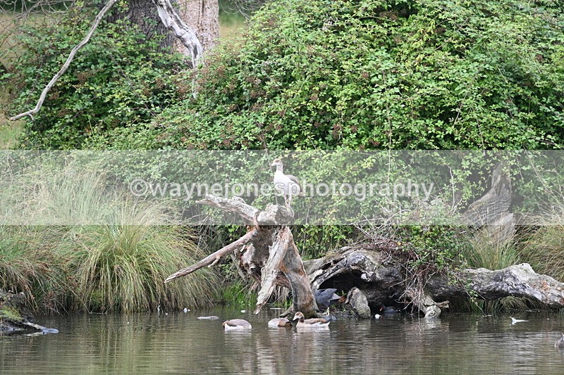 WJ7_9740 - Time at Water 12:24 to 13:32