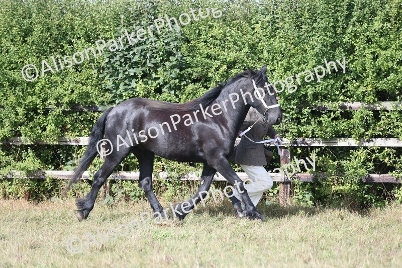 20250831-1598 - Class 22 - Mountain and Moorland Inhand