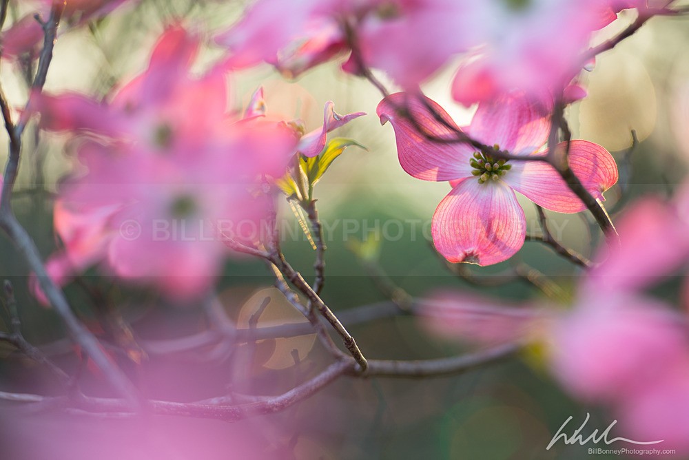 DSC_7719 - Trees