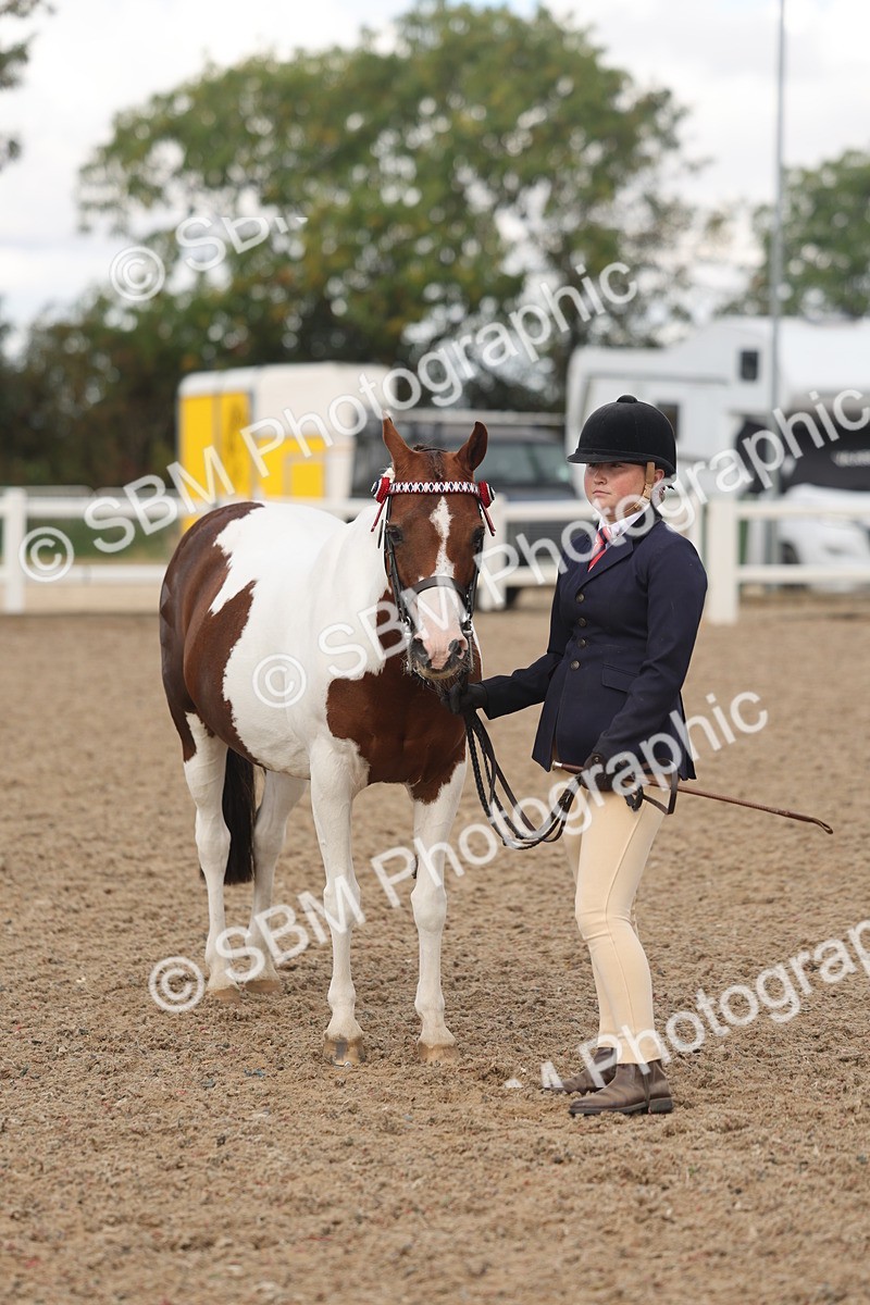 SBM_04371 - Class 17 - Prettiest Mare (IH or Ridden)