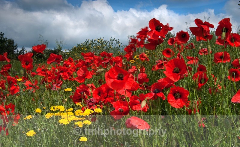 Large Poppyies with Sky - Creative Scenery