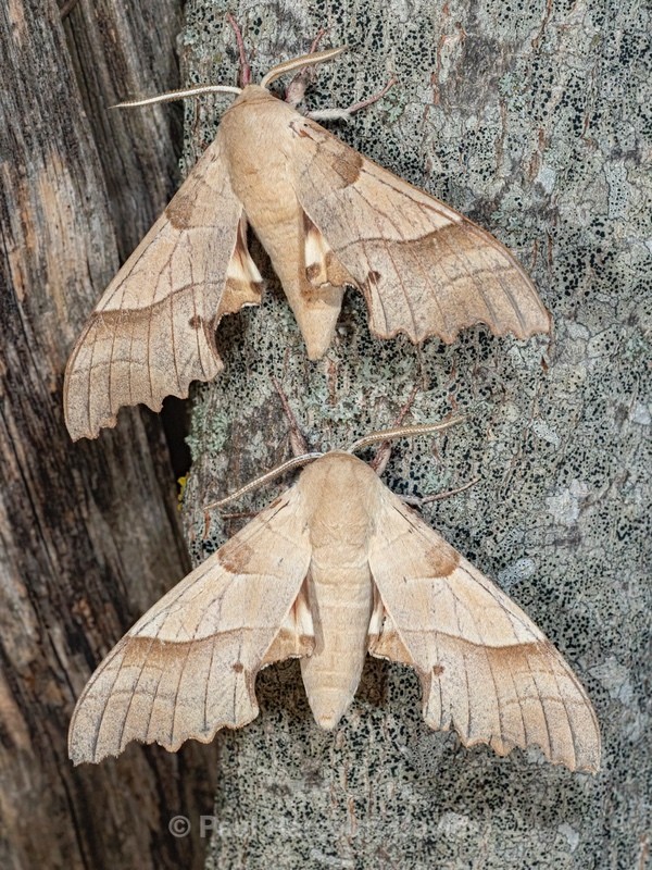 The oak hawk (Marumba quercus )  - Ten Metres from Home 2021