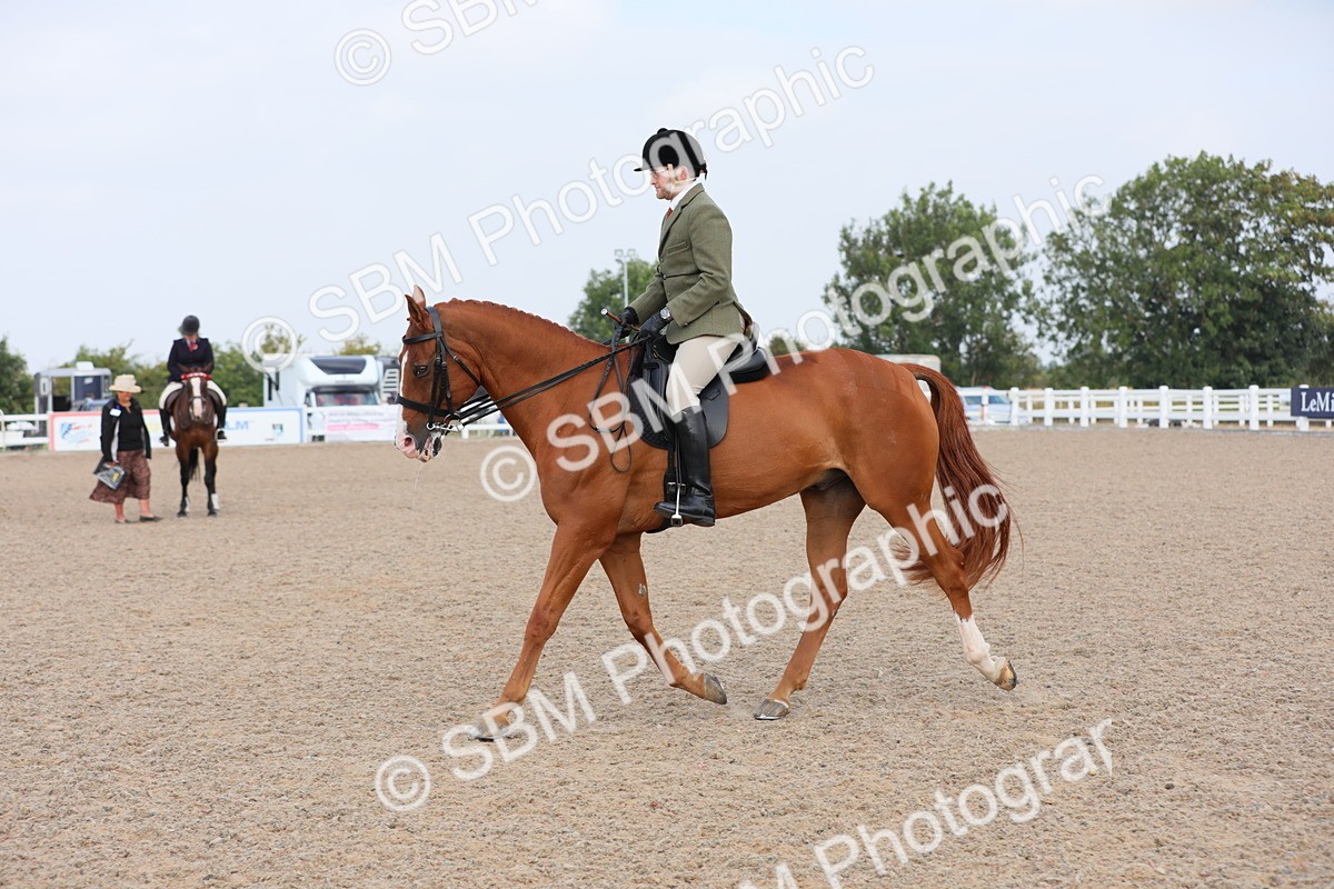 SBM_11438 - Class 305 Ridden Foreign Breeds- Pure Bred