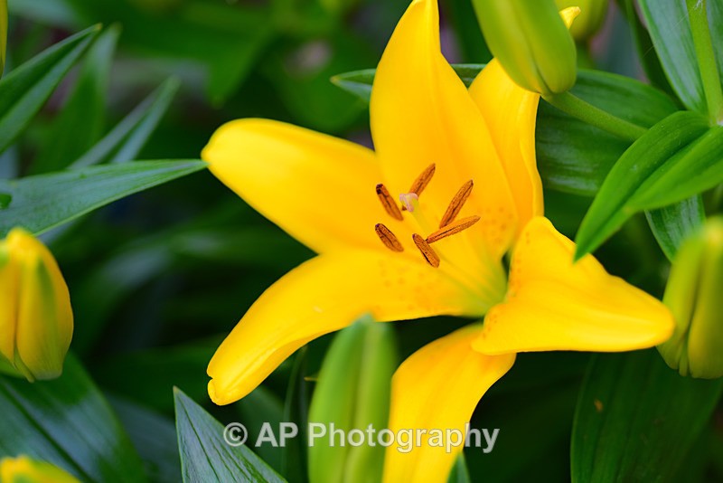 Yellow_Lily_ACP_4343-1 - Plants